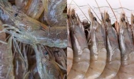 海虾养殖爆料视频大全,爆款视频大盘点